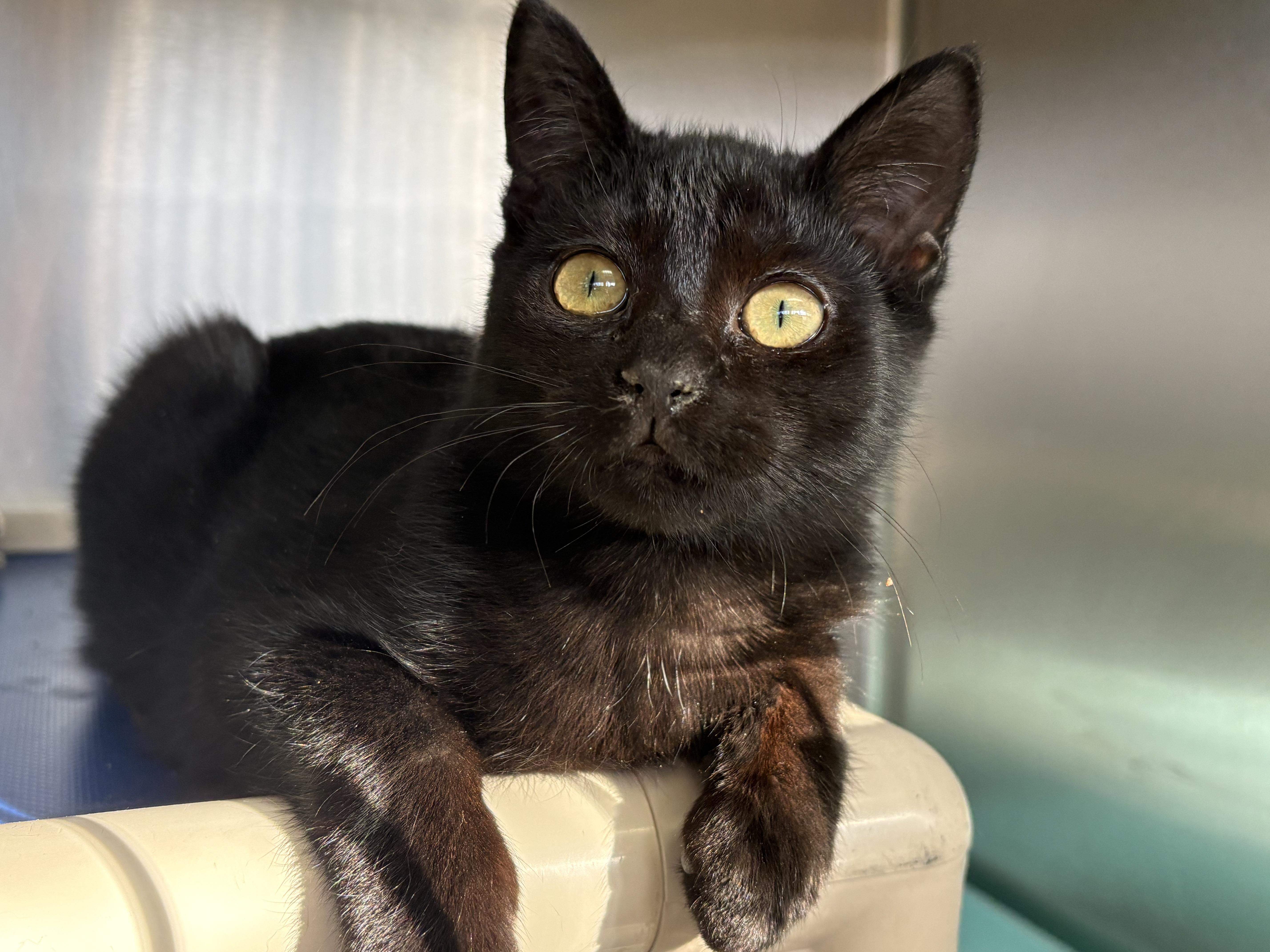 Midnight, Adoptable, Young Male Domestic Short Hair.