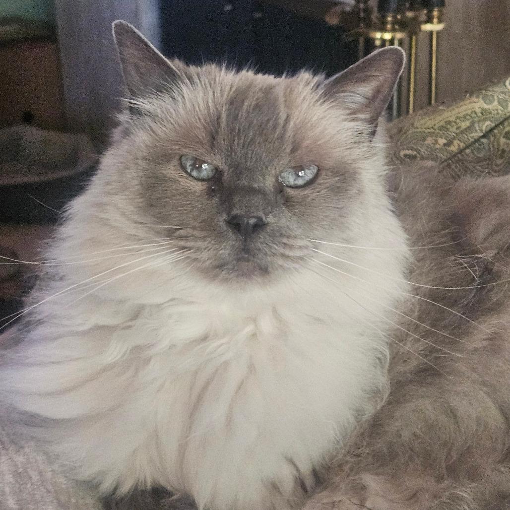 Enlarge Mia, a Adoptable Ragdoll in Ramona, CA image 1/6