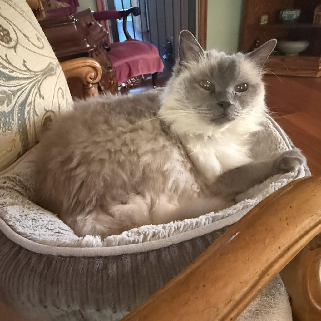 Enlarge Mia, a Adoptable Ragdoll in Ramona, CA image 2/6