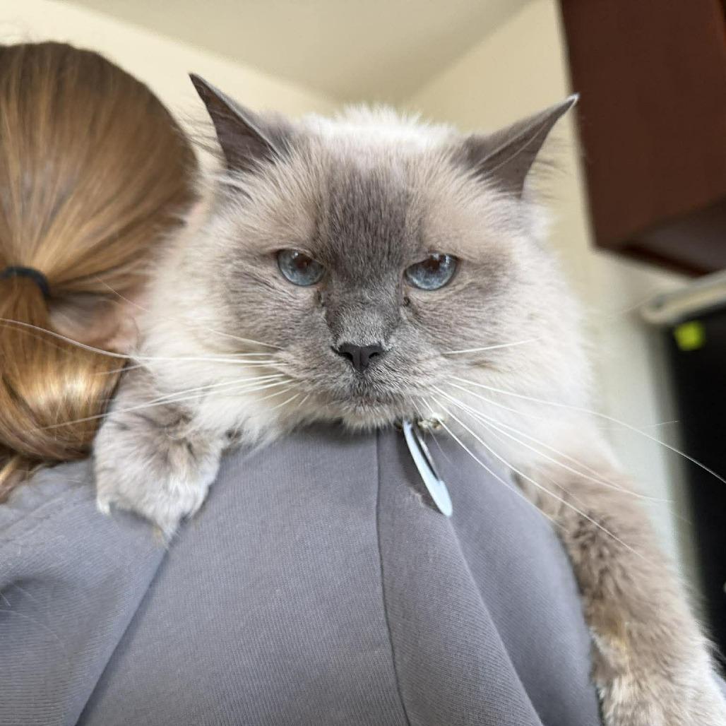 Enlarge Mia, a Adoptable Ragdoll in Ramona, CA image 3/6