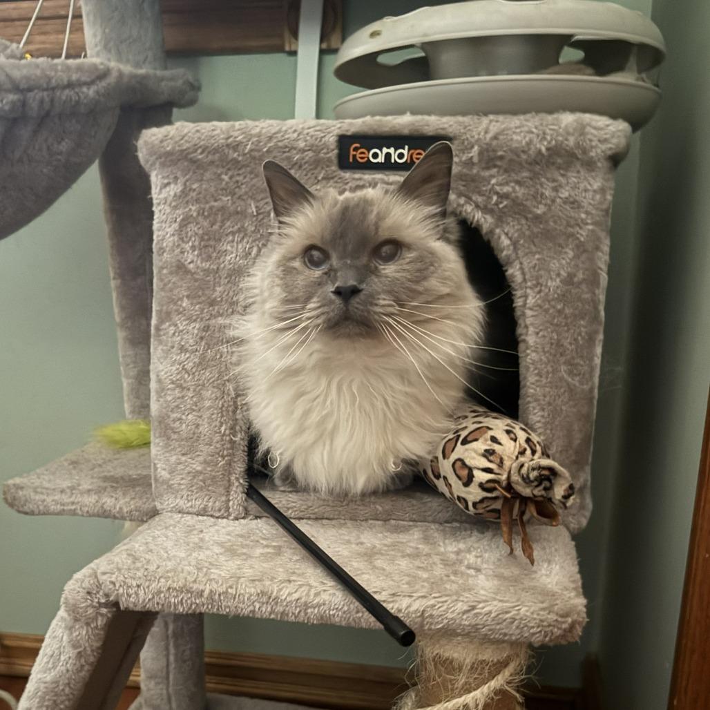 Enlarge Mia, a Adoptable Ragdoll in Ramona, CA image 4/6