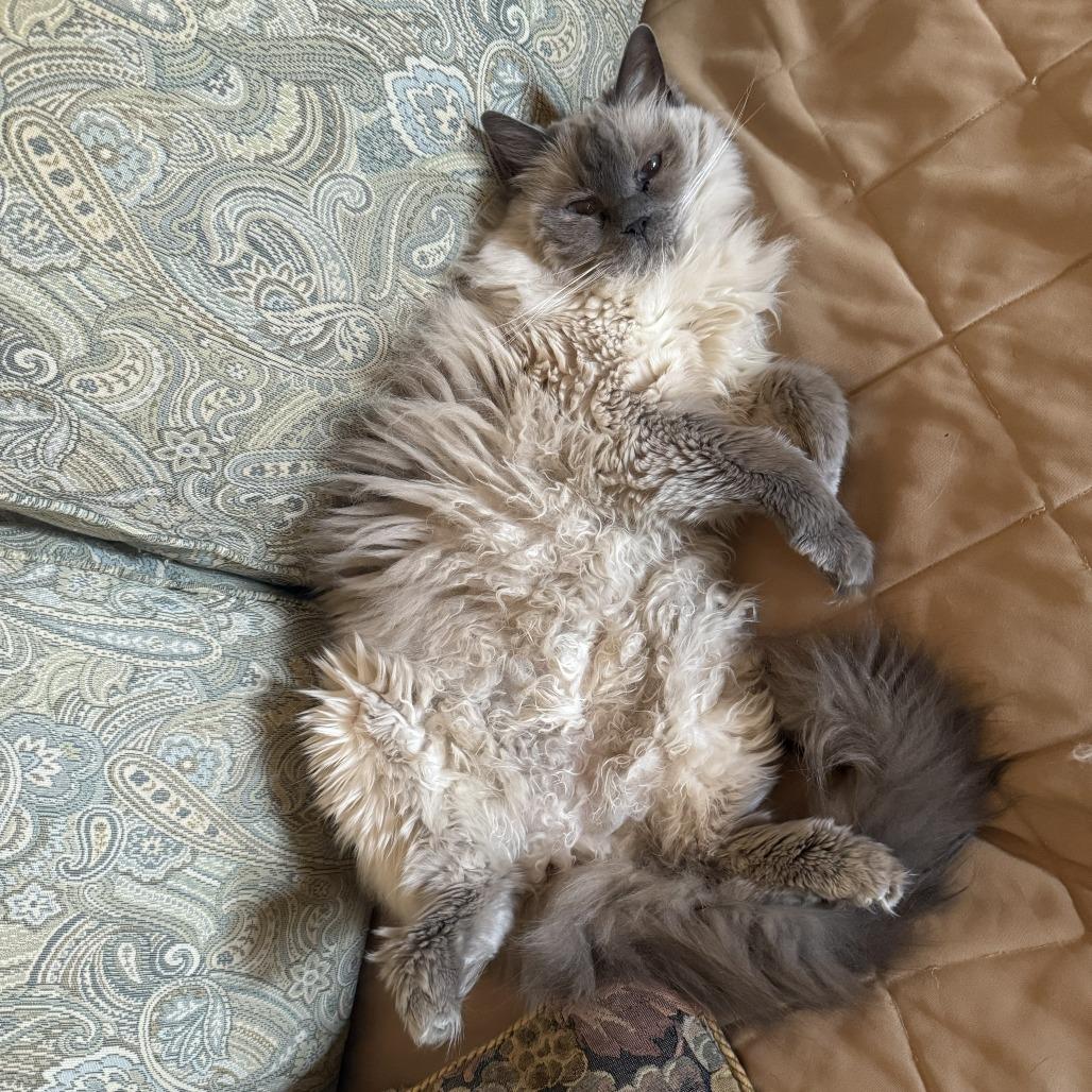 Enlarge Mia, a Adoptable Ragdoll in Ramona, CA image 5/6