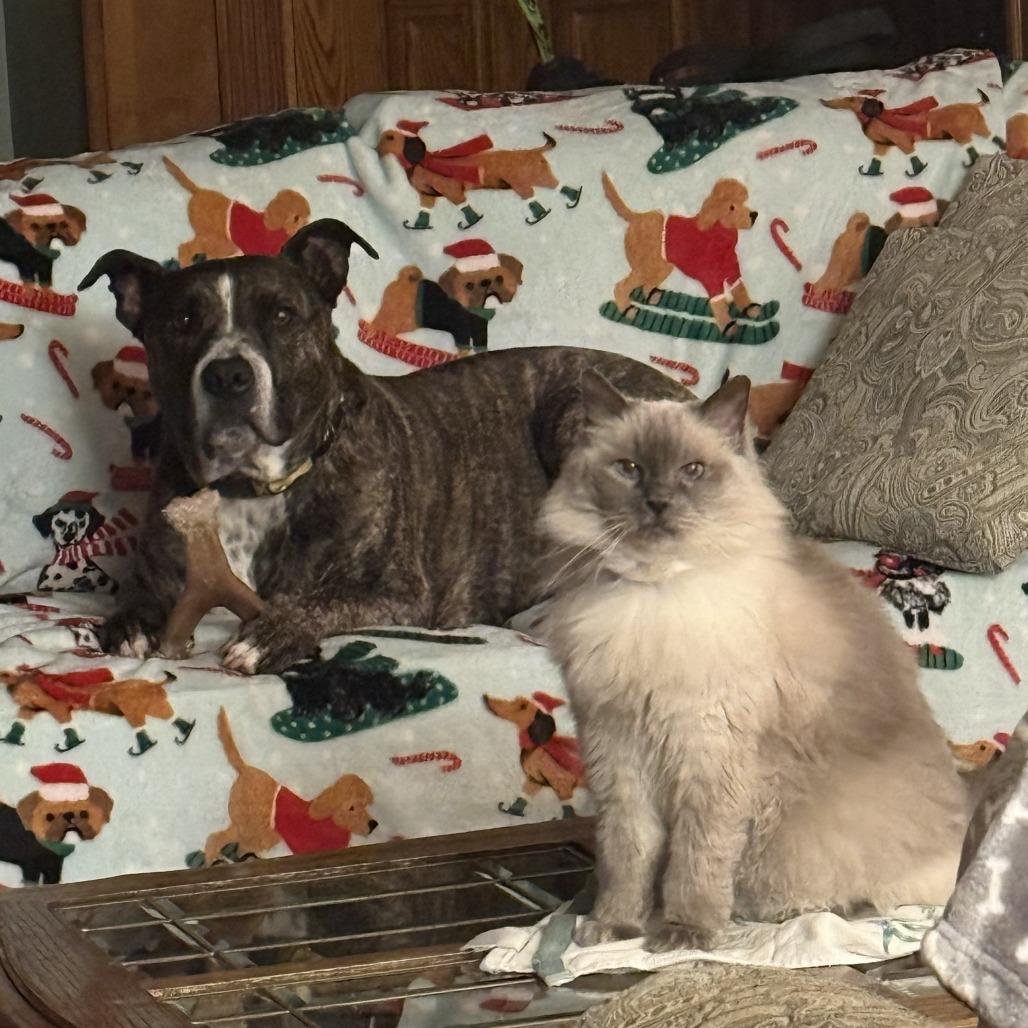 Enlarge Mia, a Adoptable Ragdoll in Ramona, CA image 6/6