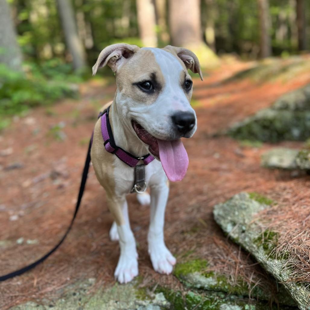 Enlarge Claire, a Adoptable Mixed Breed in Hopkinton, MA image 1/6