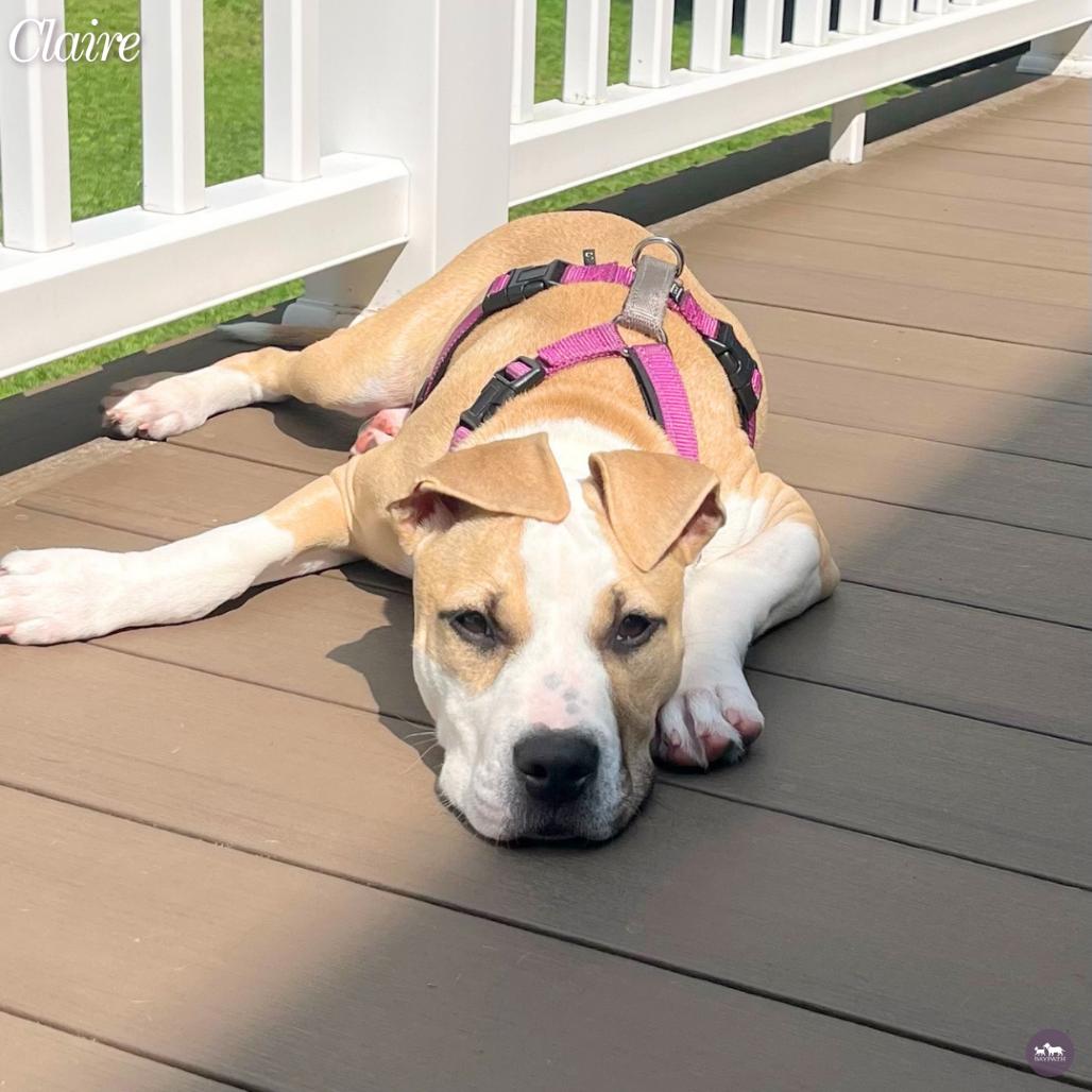 Enlarge Claire, a Adoptable Mixed Breed in Hopkinton, MA image 2/6
