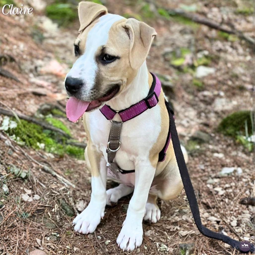 Enlarge Claire, a Adoptable Mixed Breed in Hopkinton, MA image 3/6