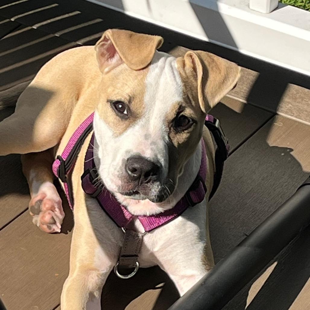 Enlarge Claire, a Adoptable Mixed Breed in Hopkinton, MA image 4/6
