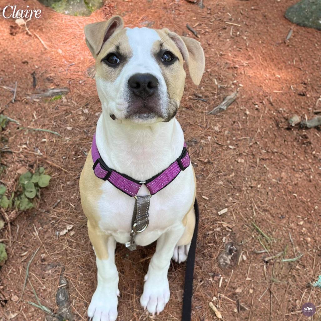 Enlarge Claire, a Adoptable Mixed Breed in Hopkinton, MA image 5/6