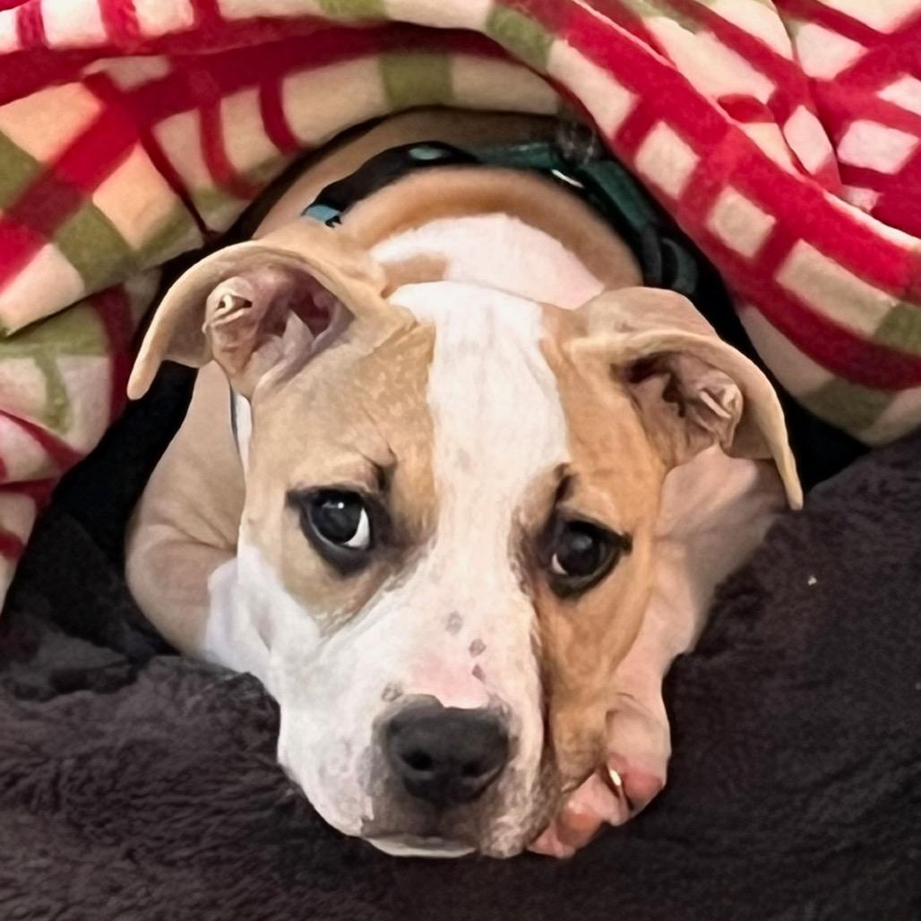 Enlarge Claire, a Adoptable Mixed Breed in Hopkinton, MA image 6/6