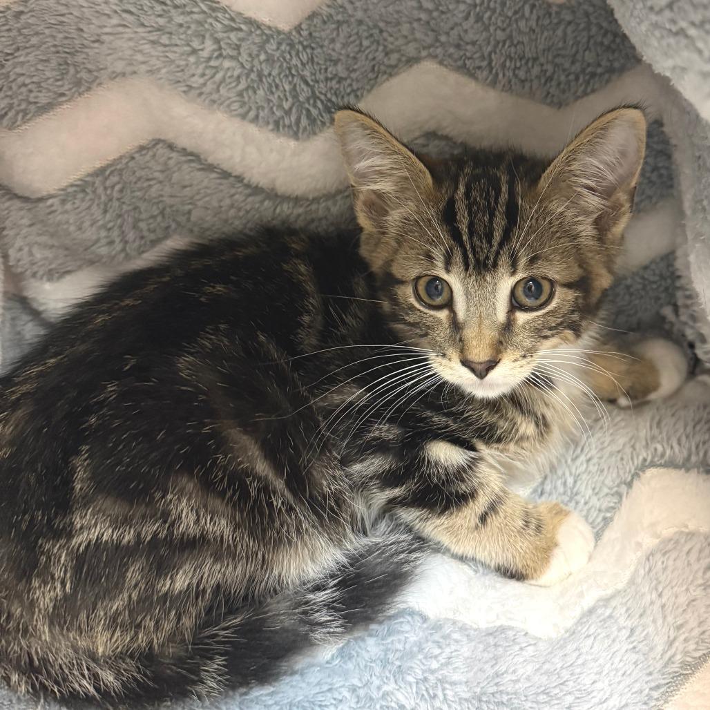Trout, Adoptable, Kitten Male Domestic Short Hair.
