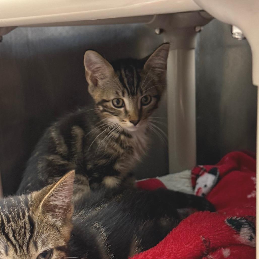 Trout, a Adoptable Domestic Short Hair in Morrisville, VT image 2/5
