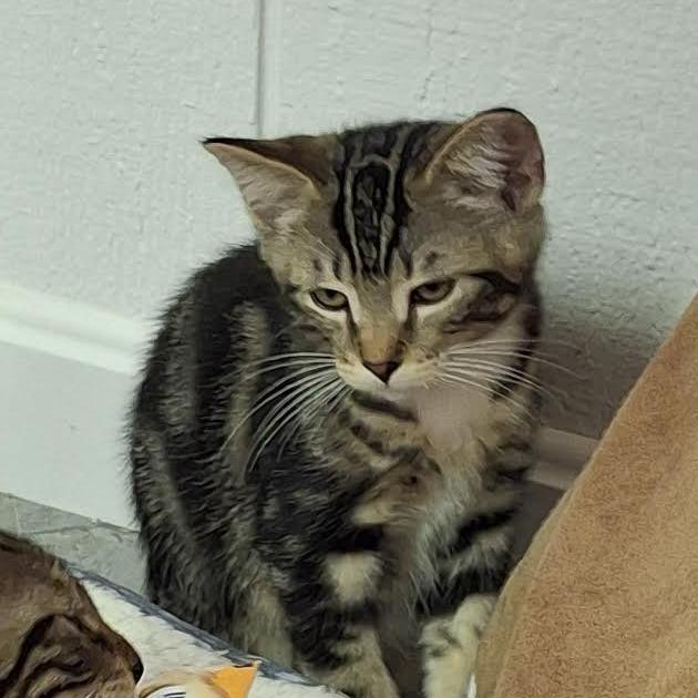 Trout, a Adoptable Domestic Short Hair in Morrisville, VT image 3/5