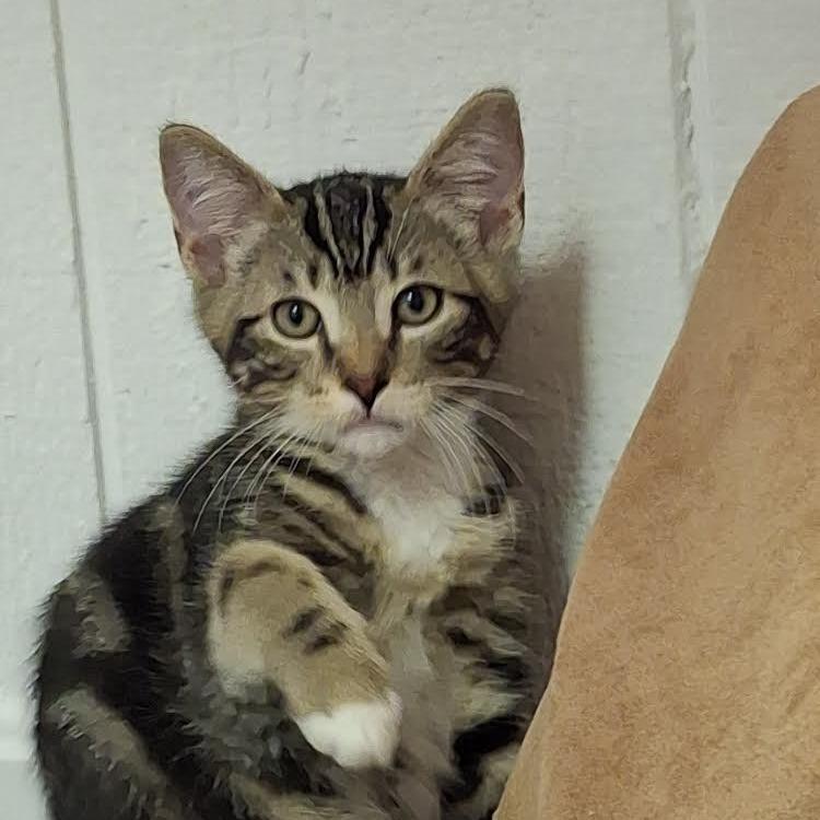 Trout, a Adoptable Domestic Short Hair in Morrisville, VT image 4/5