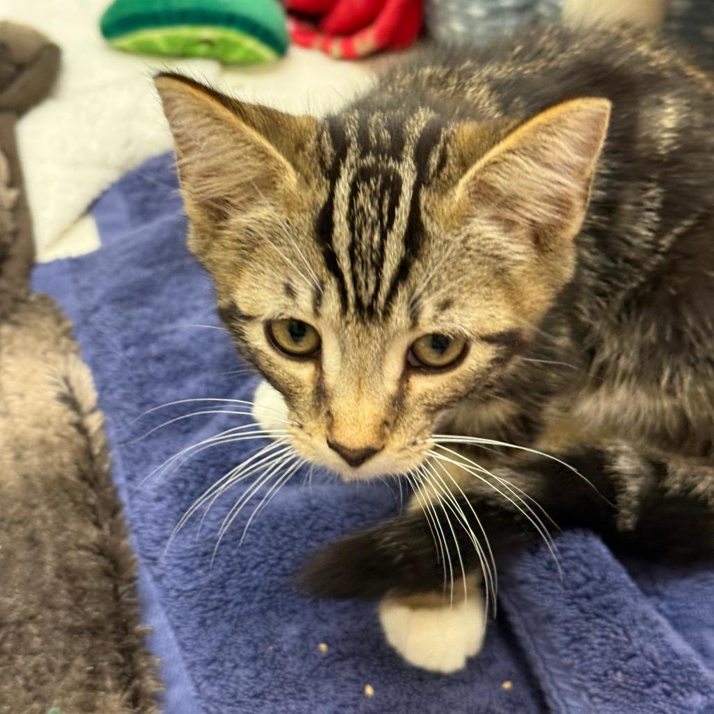 Trout, a Adoptable Domestic Short Hair in Morrisville, VT image 5/5