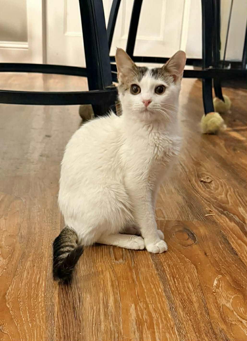 Enlarge RUM, a Adopted Tabby in Capshaw, AL image 1/1