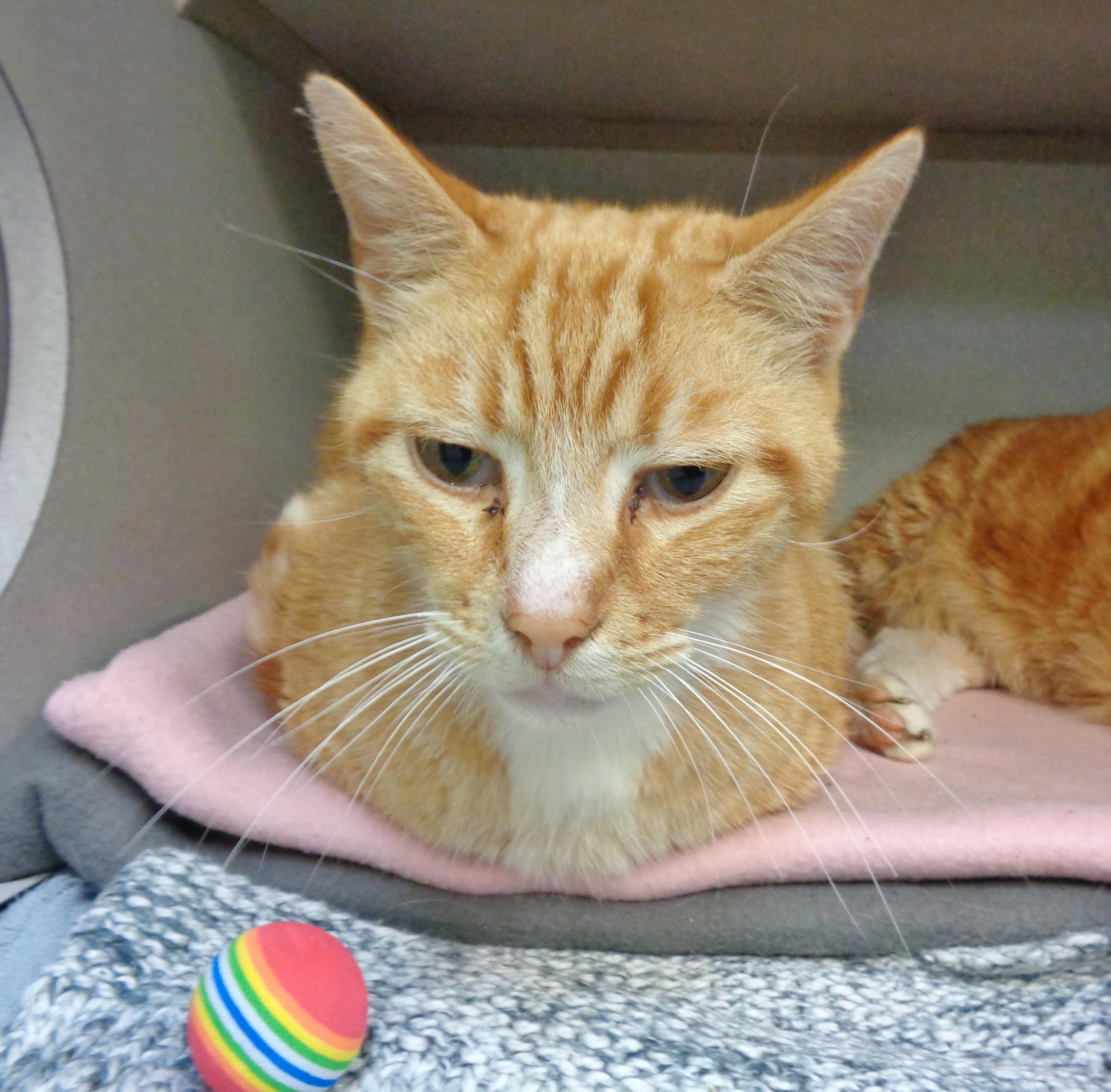 Enlarge CHARLIE, a Adoptable Tiger in Delhi, NY image 2/6