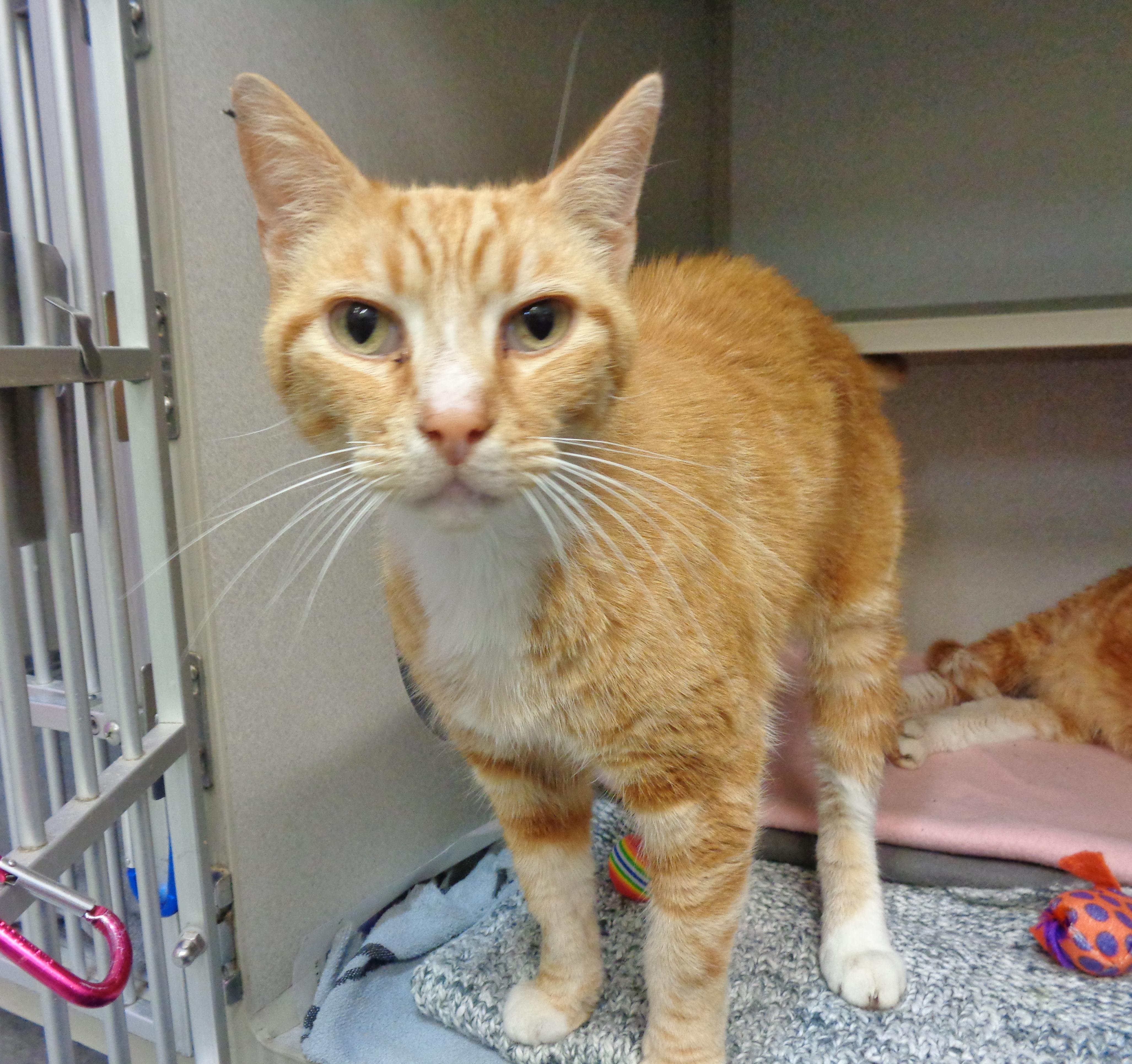CHARLIE, Adoptable, Adult Male Tiger.