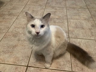 Fluffee (Siracha), Adopted, Adult Female Ragdoll.