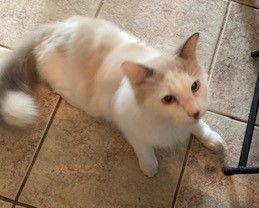 Fluffee (Siracha), Adopted, Adult Female Ragdoll.