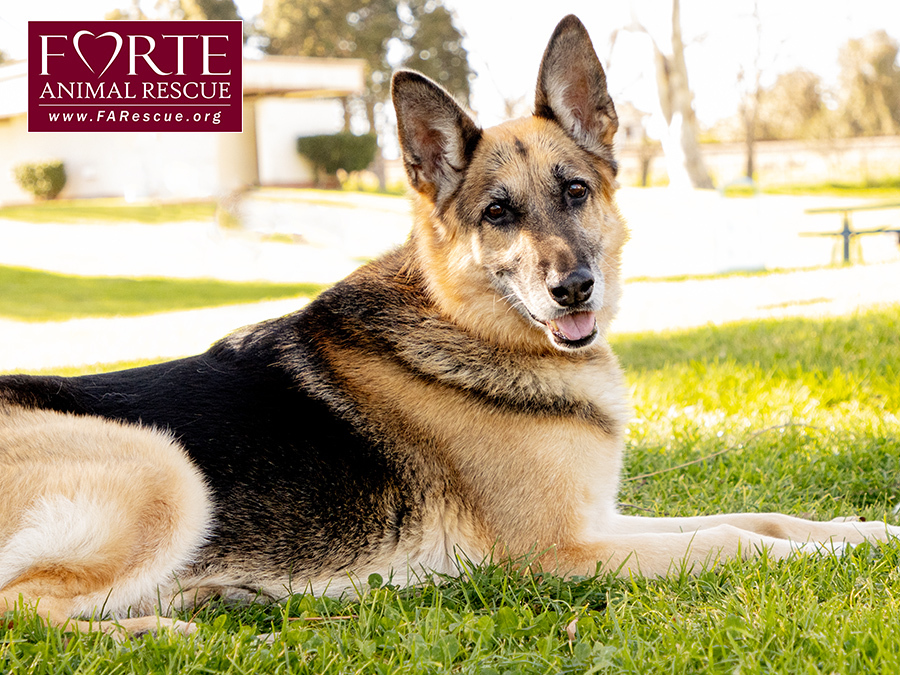 Phoenix, a Adoptable German Shepherd Dog in Marina Del Rey, CA image 1/19