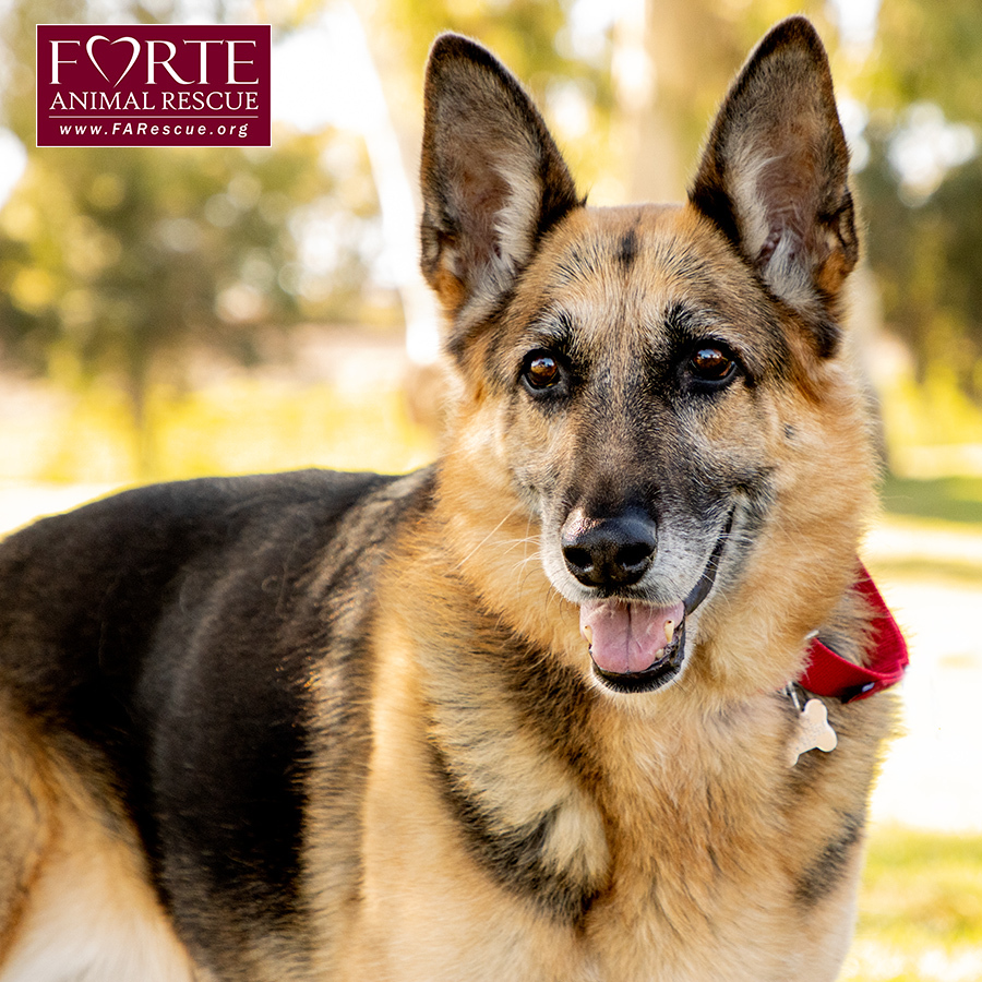 Phoenix, a Adoptable German Shepherd Dog in Marina Del Rey, CA image 2/19