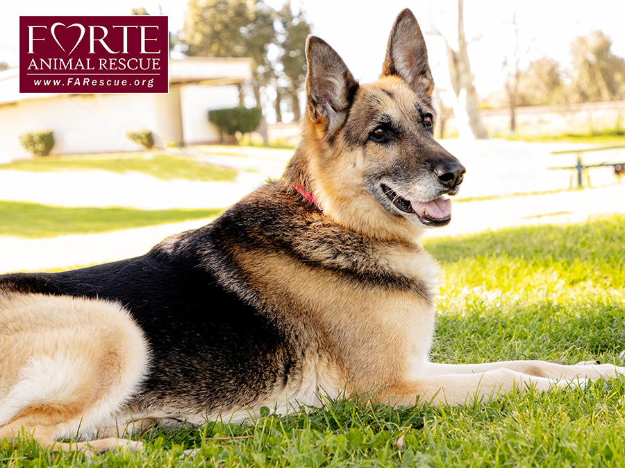 Phoenix, a Adoptable German Shepherd Dog in Marina Del Rey, CA image 3/19