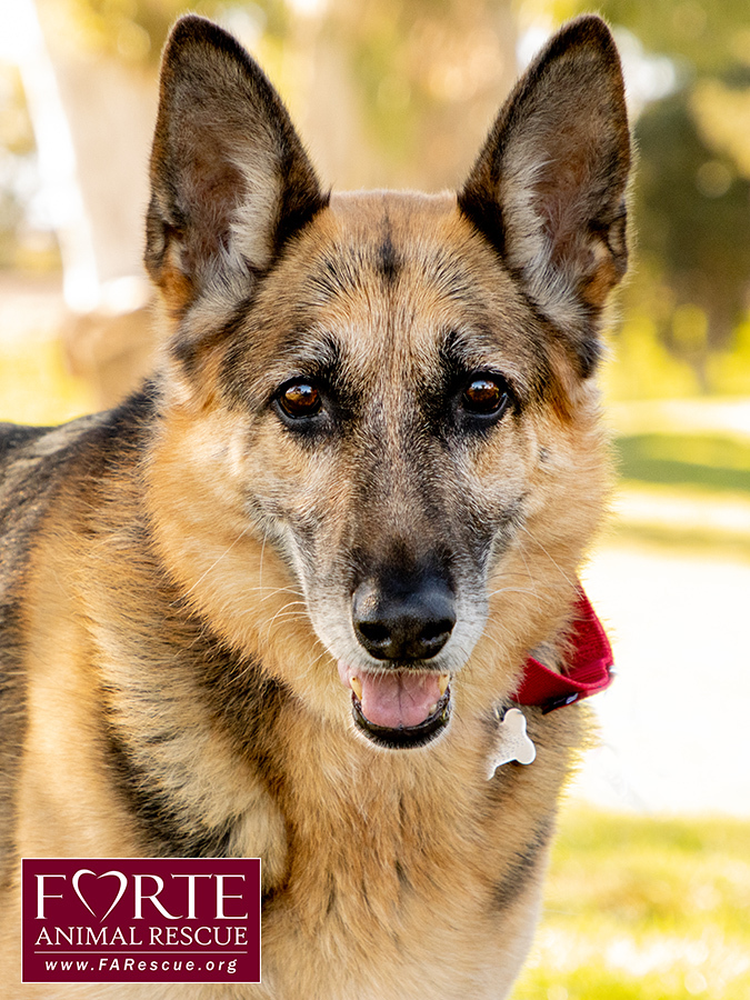 Phoenix, a Adoptable German Shepherd Dog in Marina Del Rey, CA image 4/19