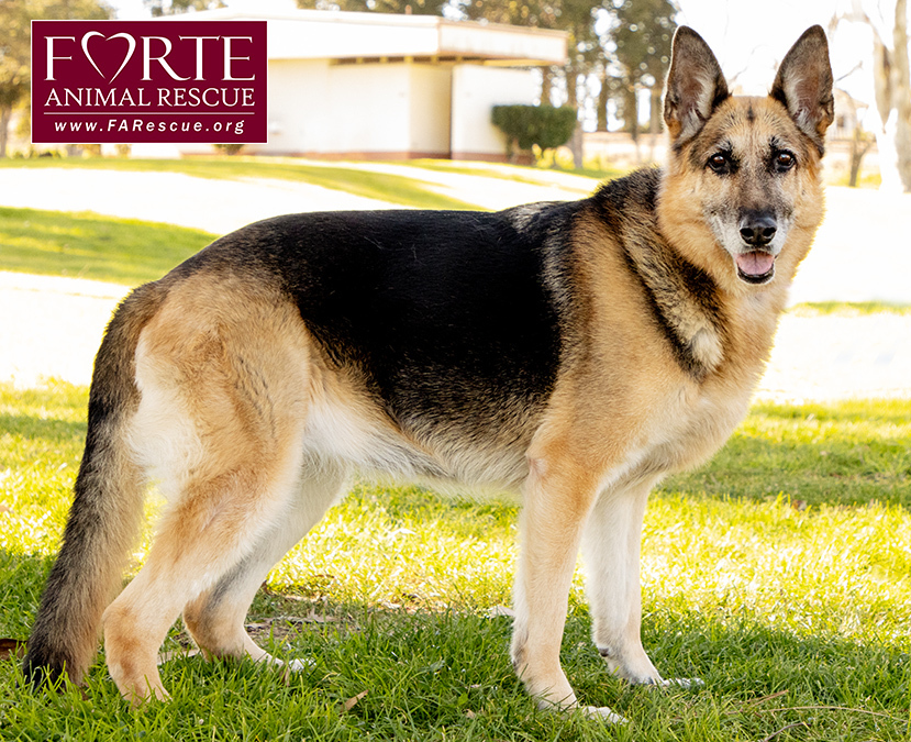 Phoenix, a Adoptable German Shepherd Dog in Marina Del Rey, CA image 5/19