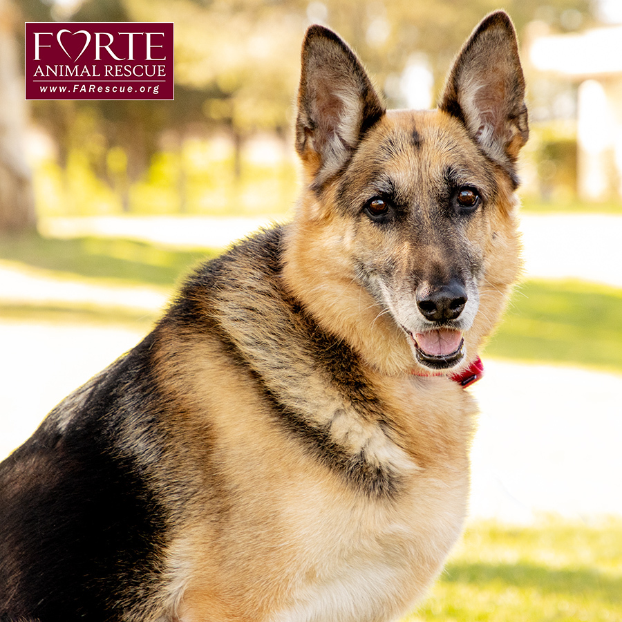 Phoenix, a Adoptable German Shepherd Dog in Marina Del Rey, CA image 6/19