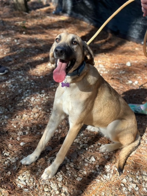 Tillie, a Adoptable mixed breed in Des Moines, IA image 5/6