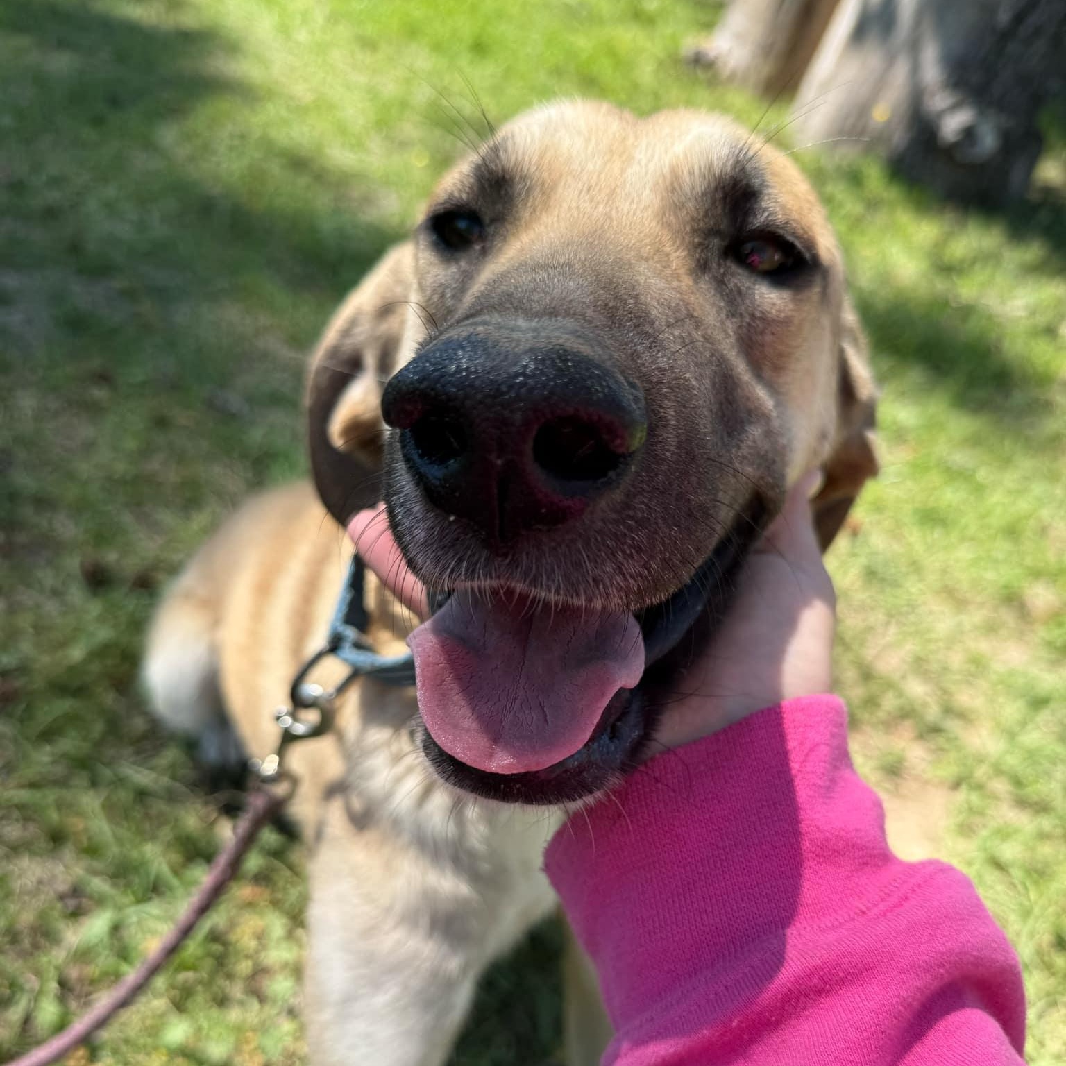 Tillie, a Adoptable mixed breed in Des Moines, IA image 3/6