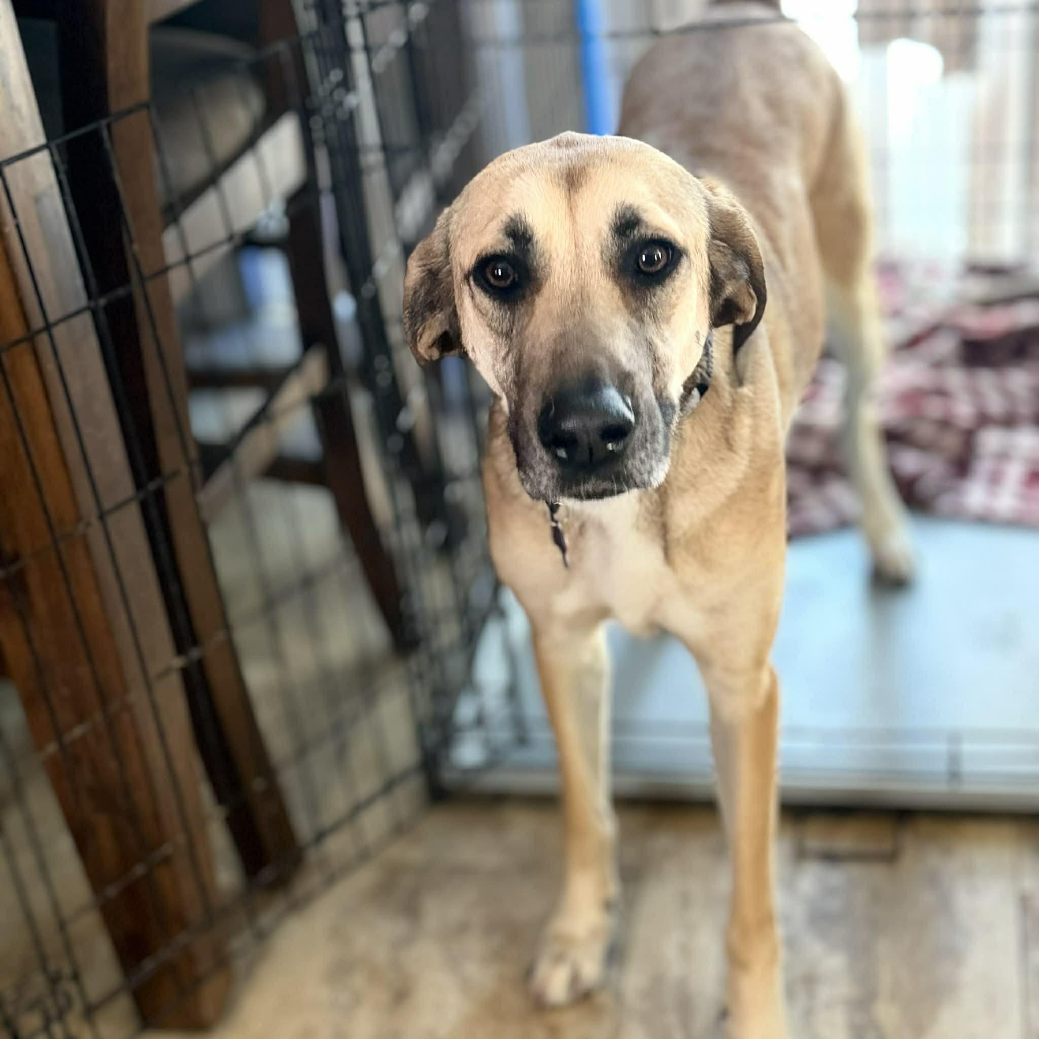 Enlarge Tillie, a Adoptable mixed breed in Des Moines, IA image 1/6