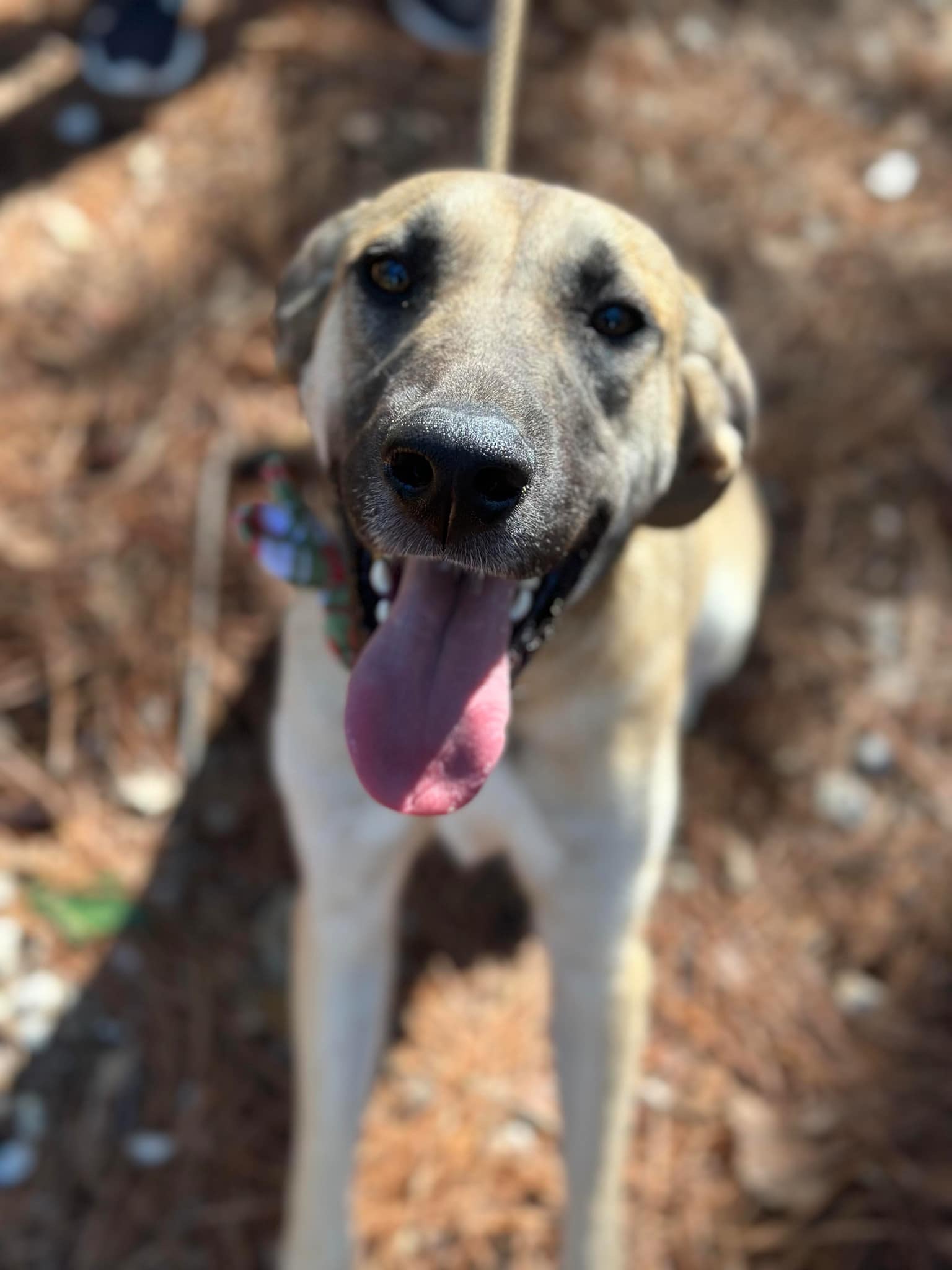 Tillie, a Adoptable mixed breed in Des Moines, IA image 6/6