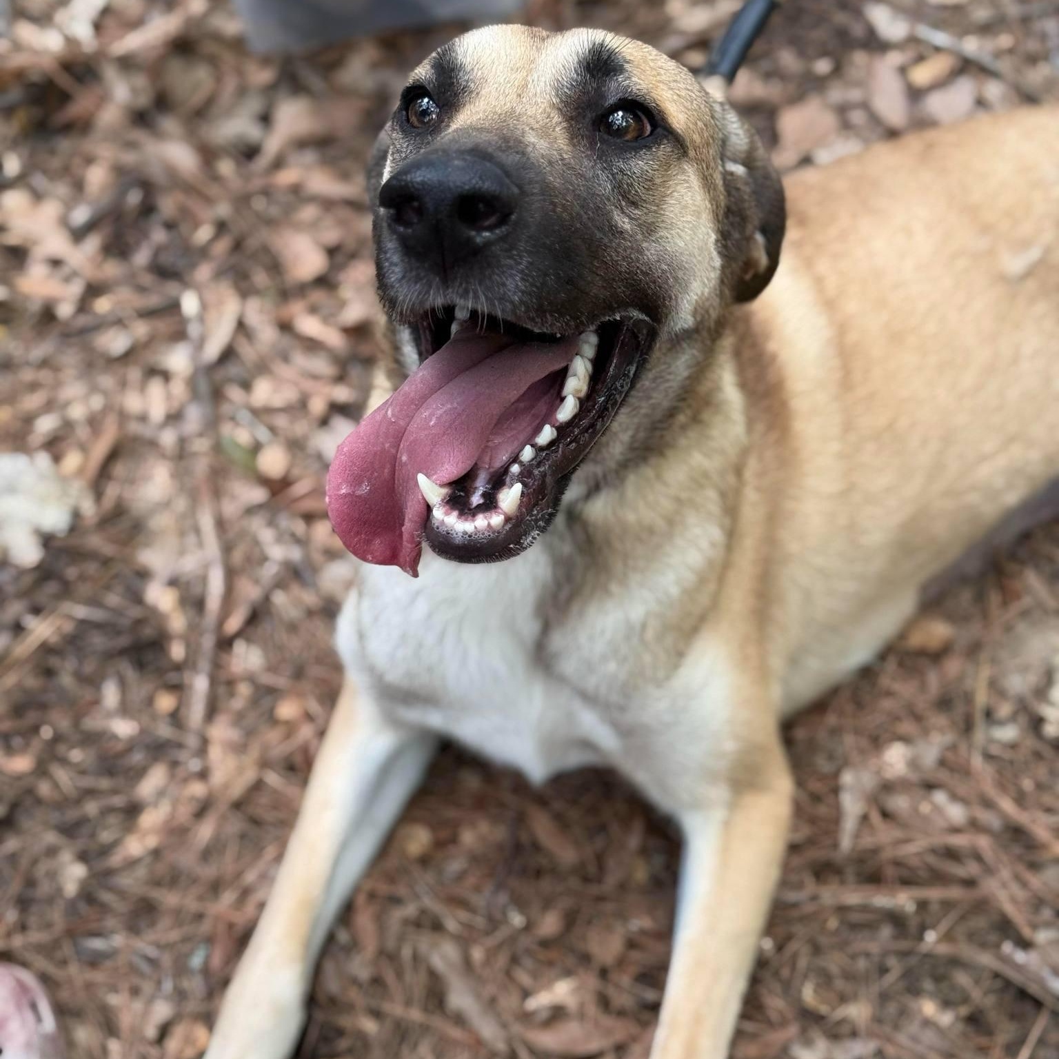 Tillie, Adoptable, Young Female Great Dane & Mountain Cur.