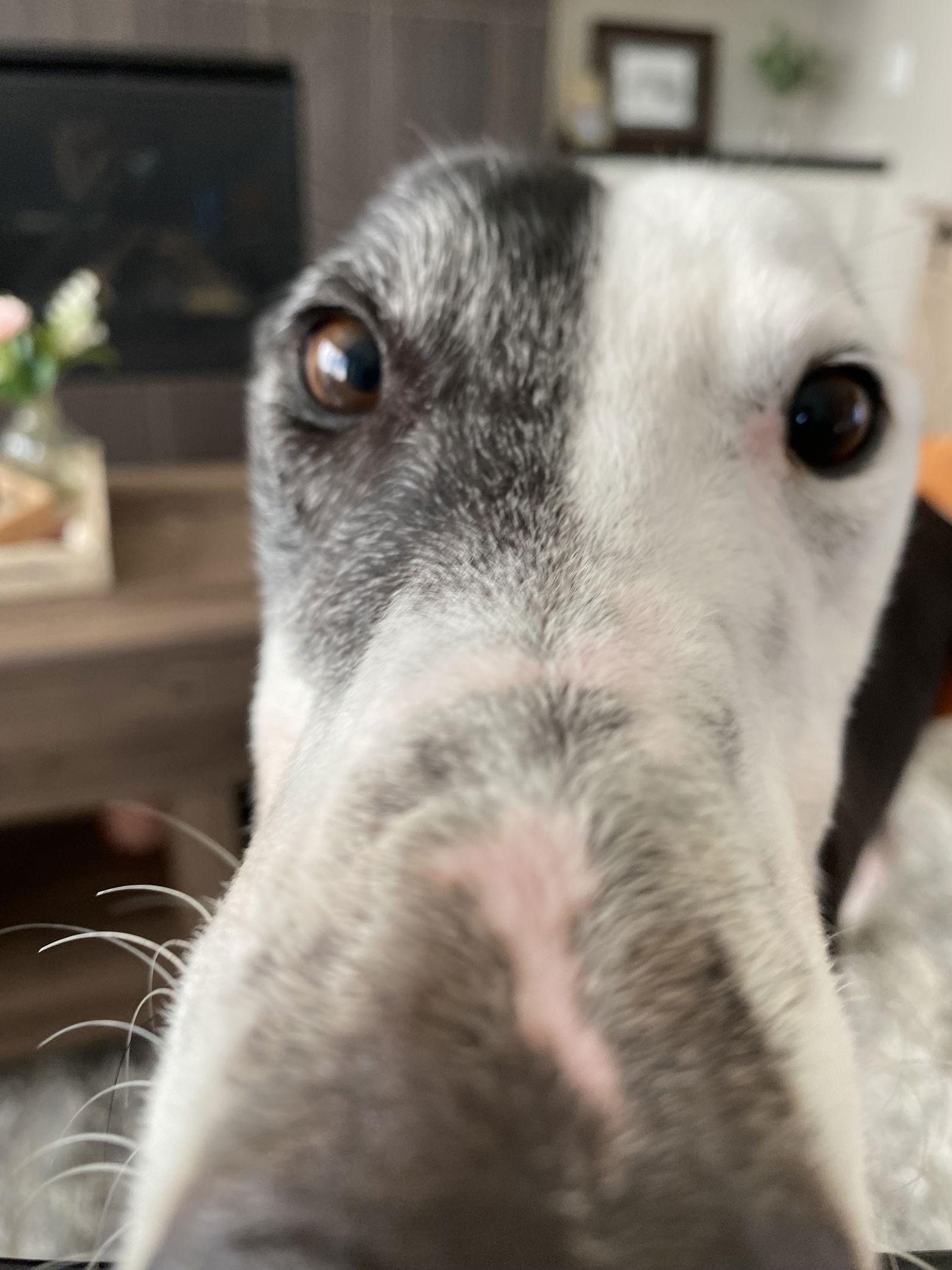 Zurich, a Adopted Greyhound in Kansas City, MO image 2/3