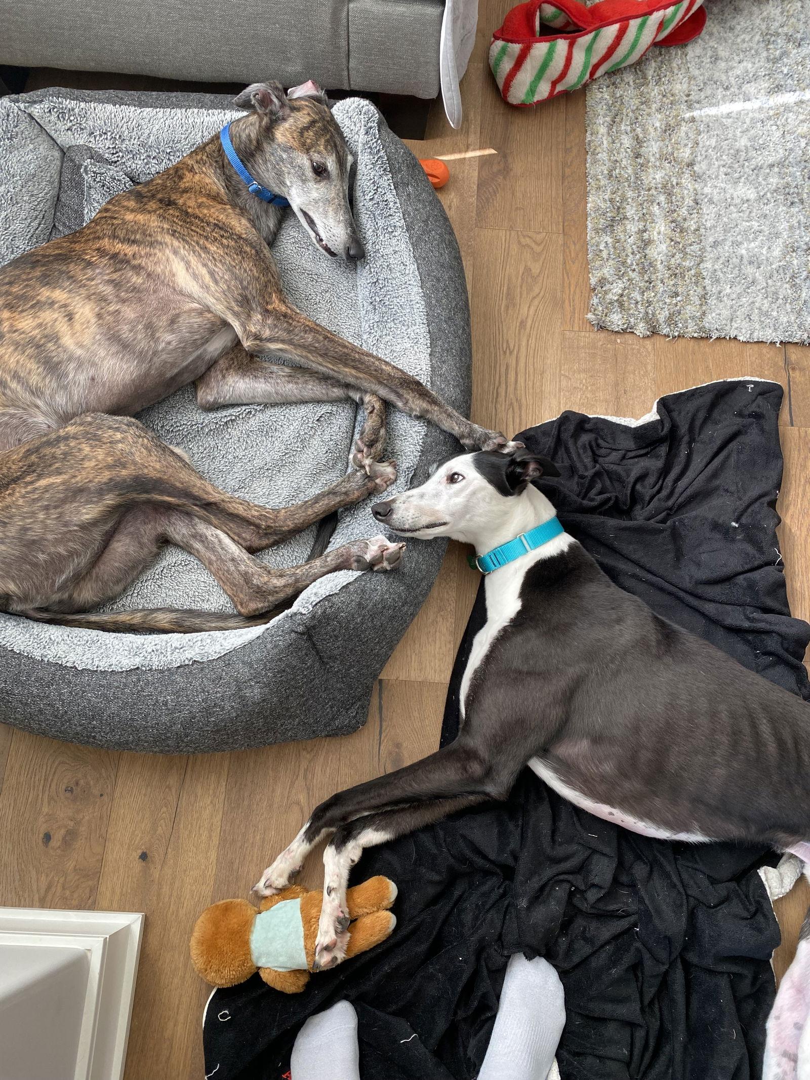 Zurich, a Adopted Greyhound in Kansas City, MO image 3/3