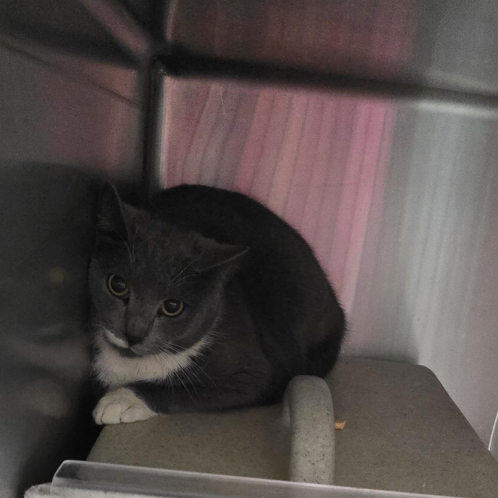 Enlarge Nature 25-1779, a Adoptable Domestic Short Hair in Yanceyville, NC image 1/2