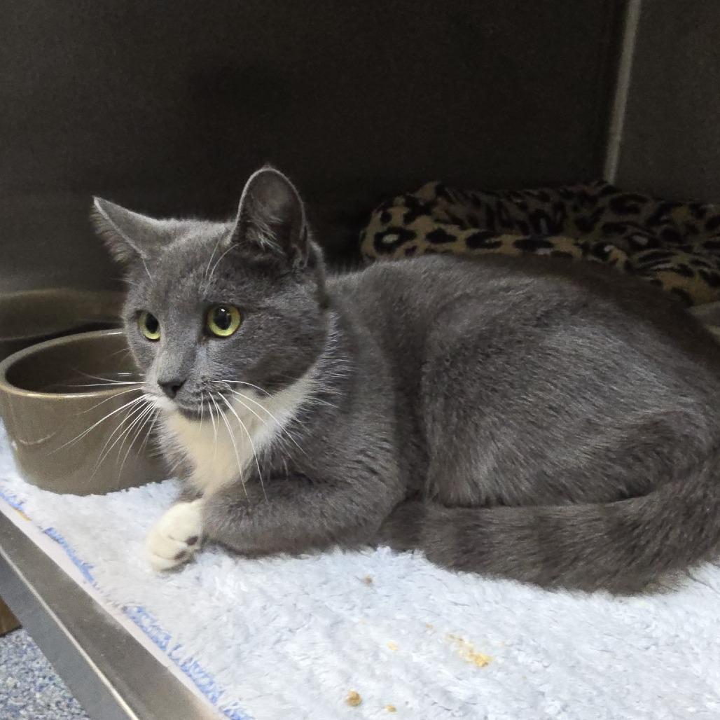 Enlarge Nature 25-1779, a Adoptable Domestic Short Hair in Yanceyville, NC image 2/2