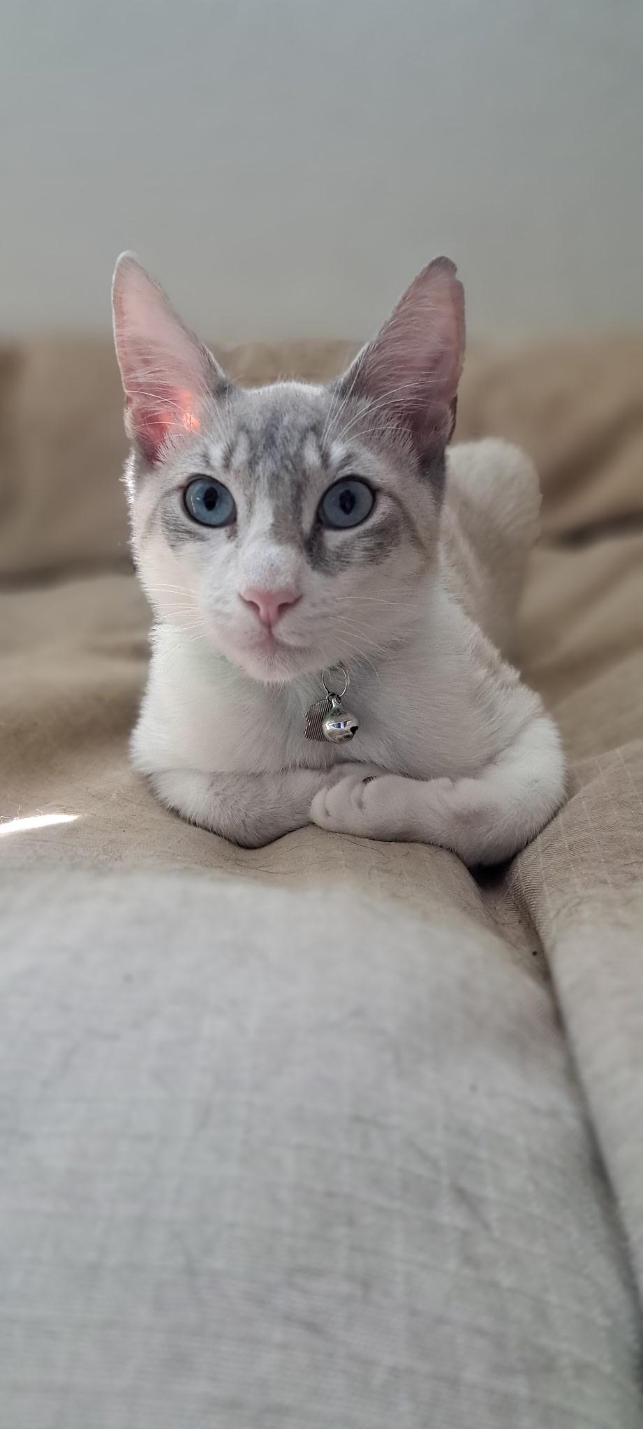 Fonzie, Adoptable, Young Male Domestic Short Hair.