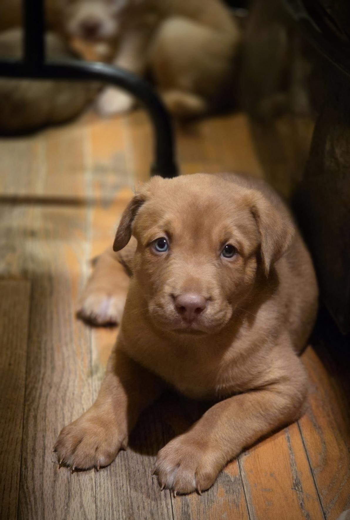 Enlarge Buck, a Adoptable mixed breed in Port Angeles, WA image 3/3