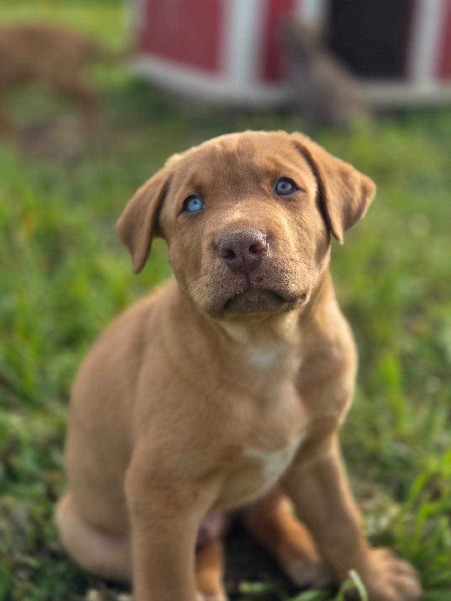 Enlarge Buck, a Adoptable mixed breed in Port Angeles, WA image 2/3