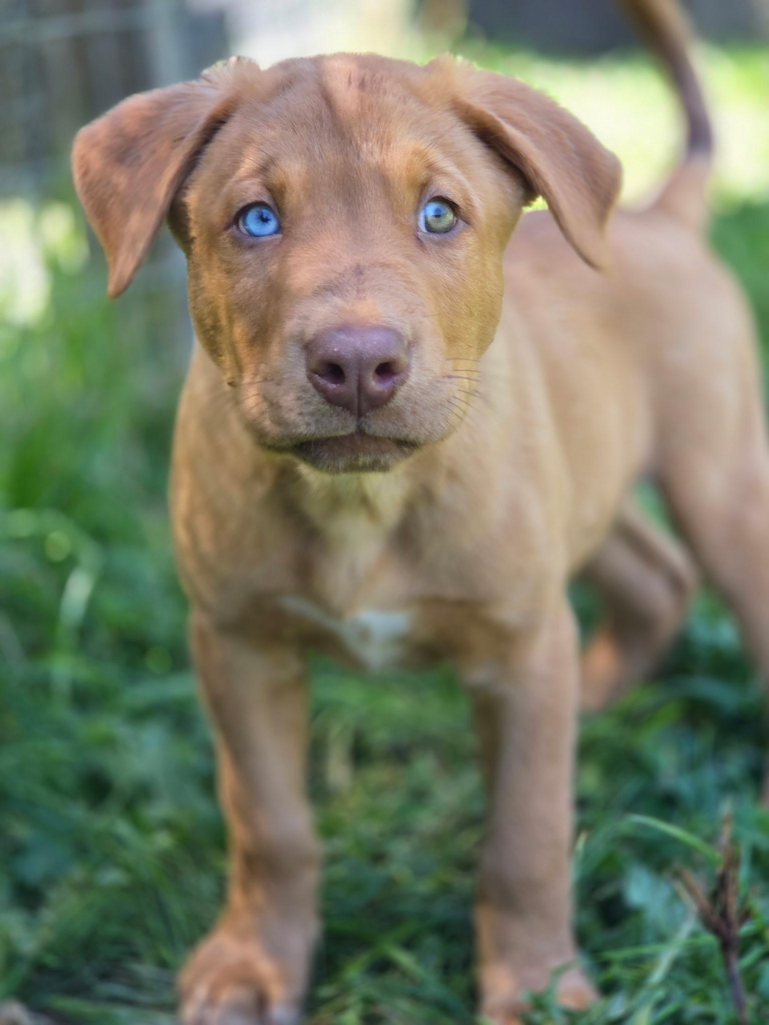 Buck, Adoptable, Puppy Male Labrador Retriever & American Bully.
