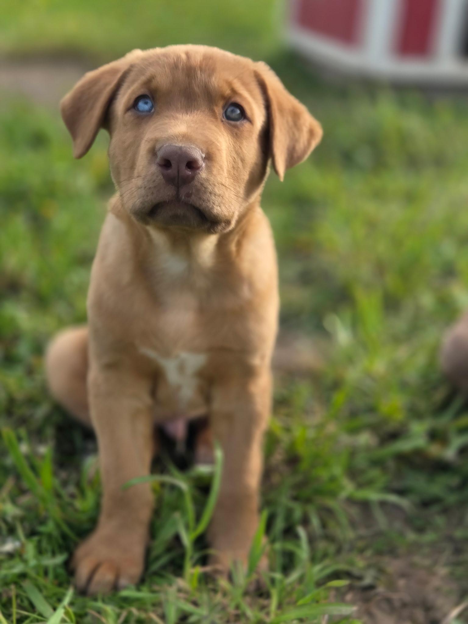 Enlarge Buck, a Adoptable mixed breed in Port Angeles, WA image 1/3
