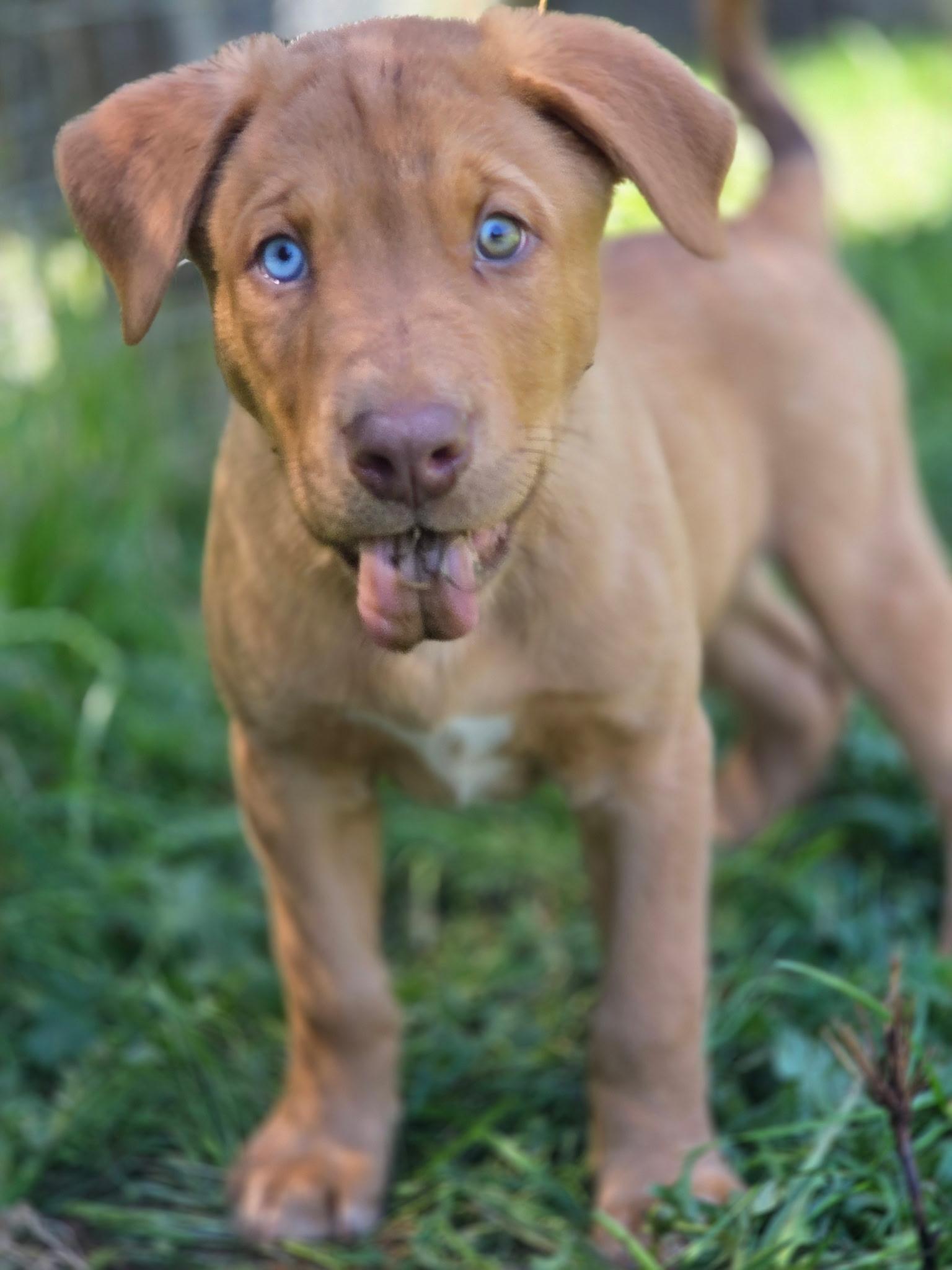 Buck, a Adoptable mixed breed in Port Angeles, WA image 4/4