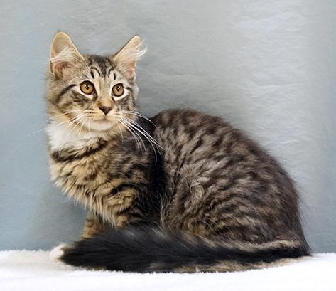 Enlarge Theo, a ADOPTABLE mixed breed in Maynardville, TN image 1/1