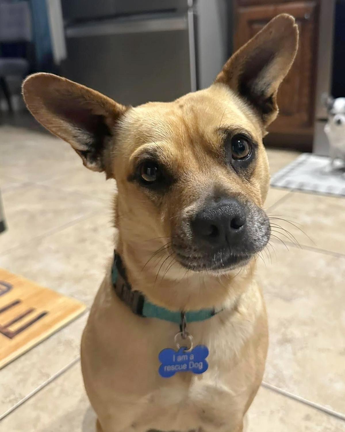 Stanley, a Adoptable mixed breed in Frisco, TX image 1/3