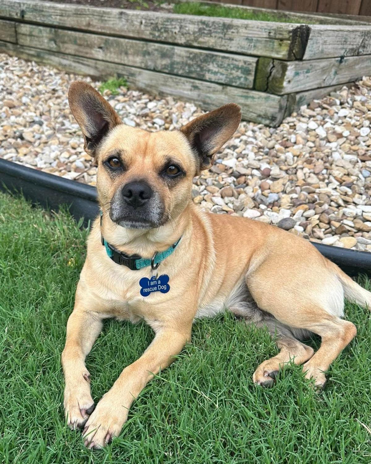 Stanley, a Adoptable mixed breed in Frisco, TX image 2/3