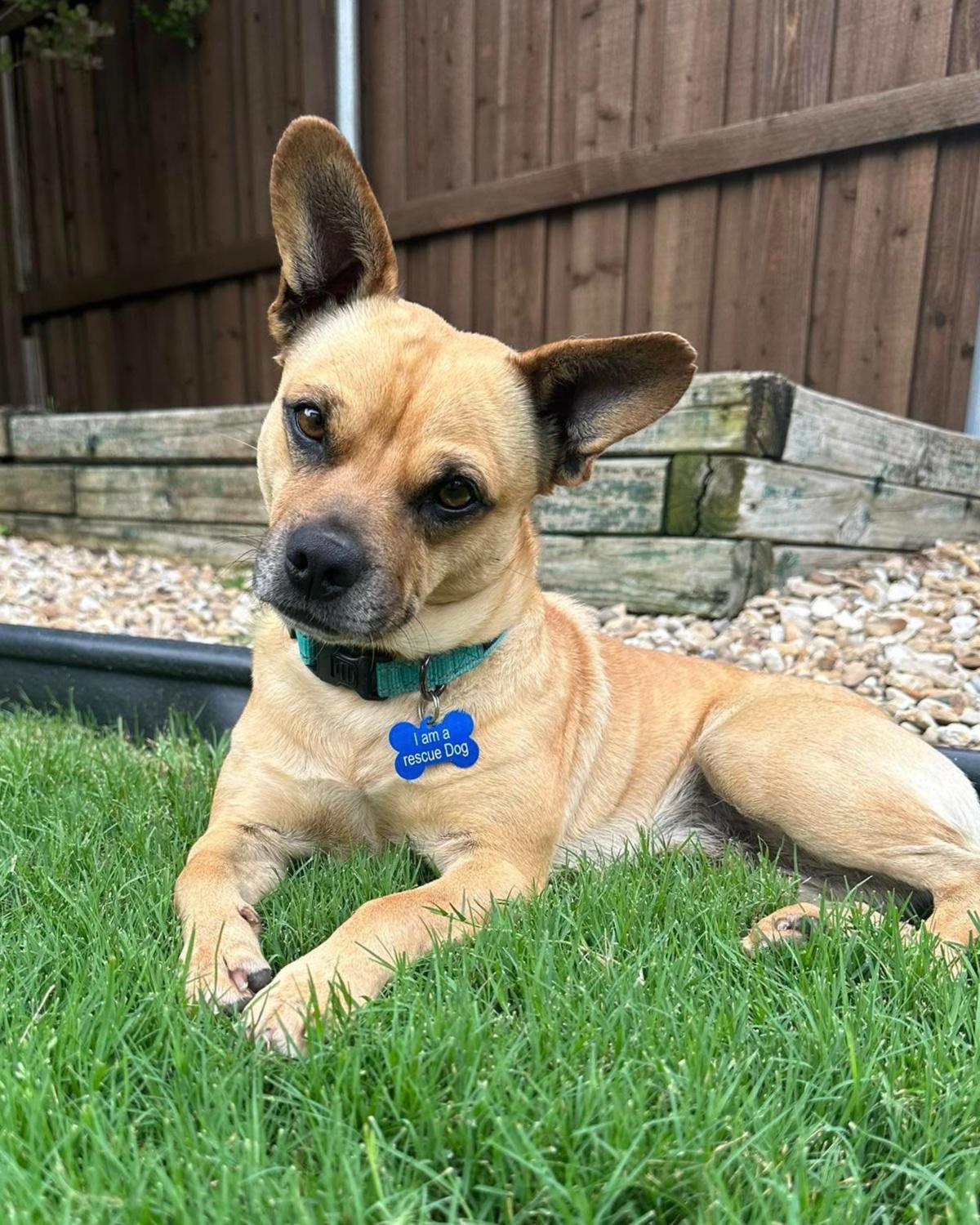 Stanley, a Adoptable mixed breed in Frisco, TX image 3/3