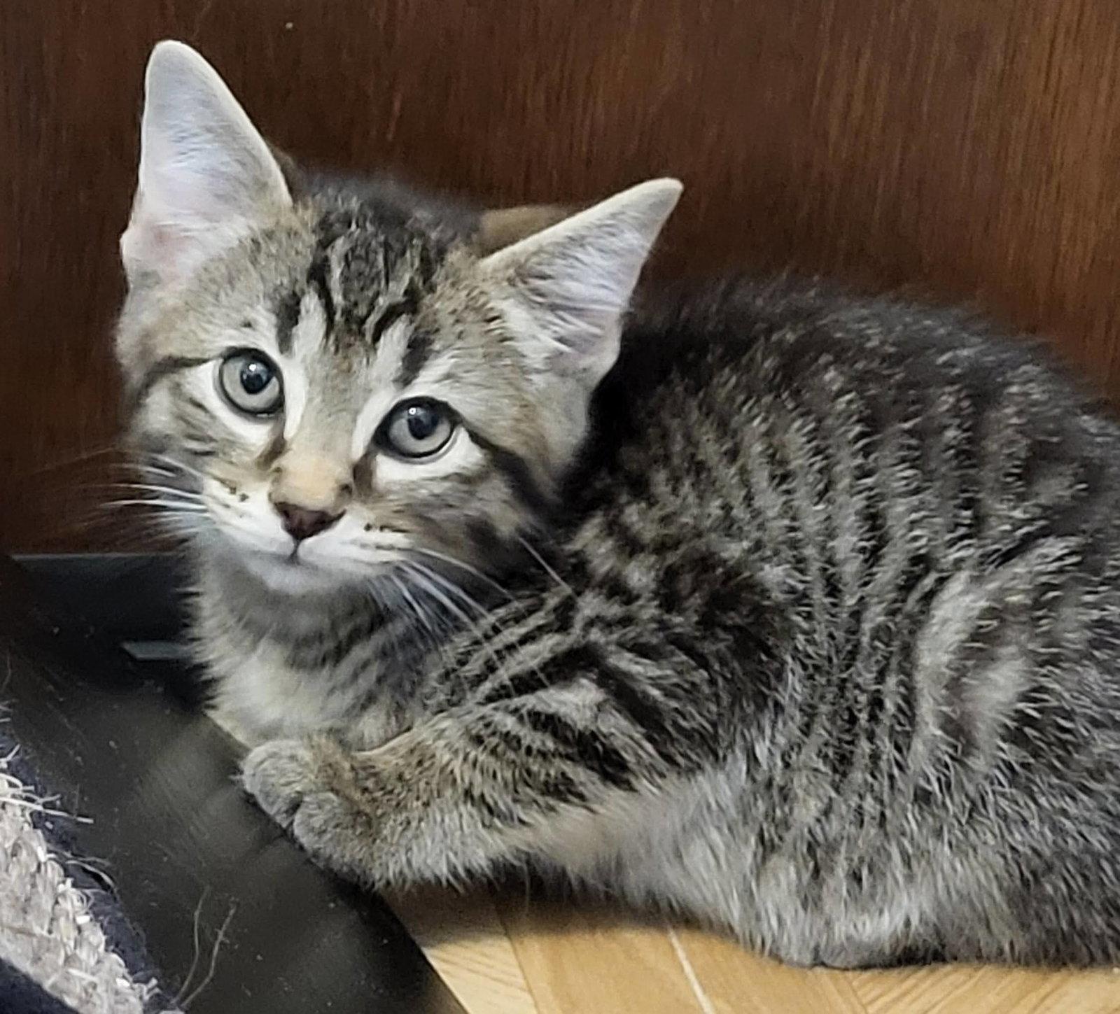 Enlarge Bud, a Adoptable Domestic Short Hair in Shawnee, KS image 1/3