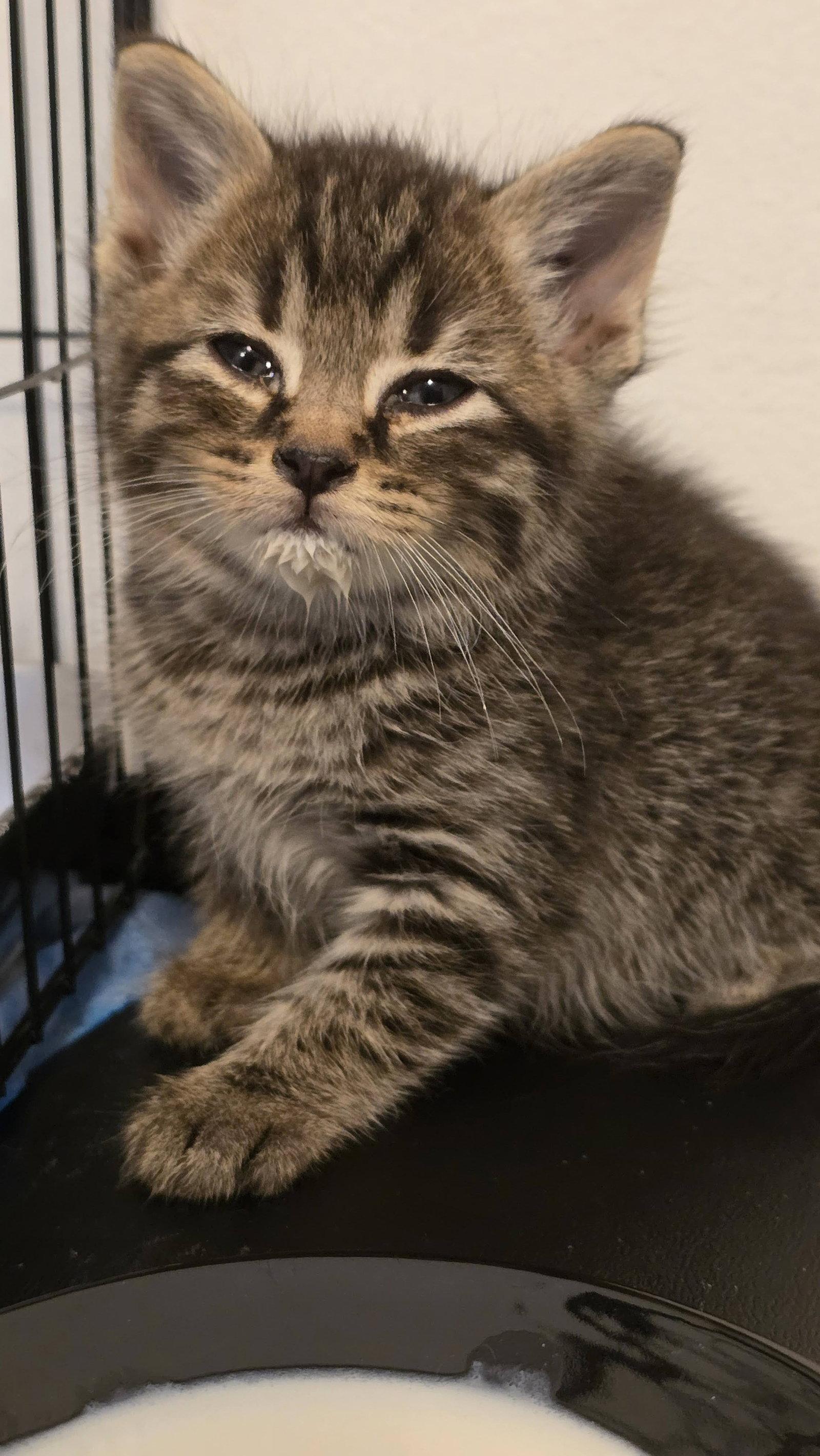 Enlarge Bud, a Adoptable Domestic Short Hair in Shawnee, KS image 2/3